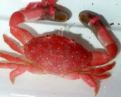 Розовый крабик