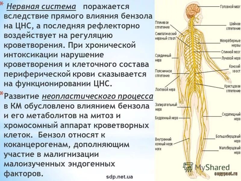 Влияние бензола на организм человека. Действие бензола на нервную систему человека. Конский хвост нервы. Как влияет бензол на человека. Воздействие бензола