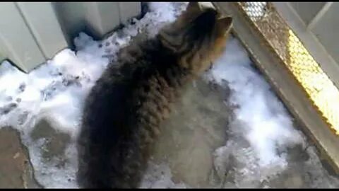 Крик кота зовущего слушать