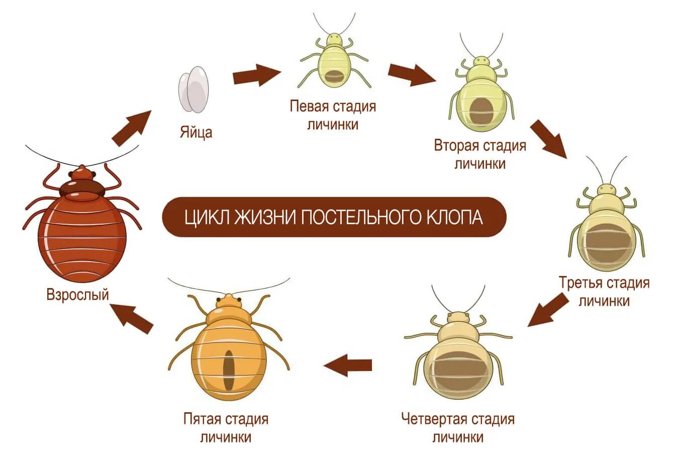 Жизненный цикл постельного клопа. Жизненный цикл постельного клопа схема. Цикл развития постельного клопа схема. Цикл развития клопов постельных.