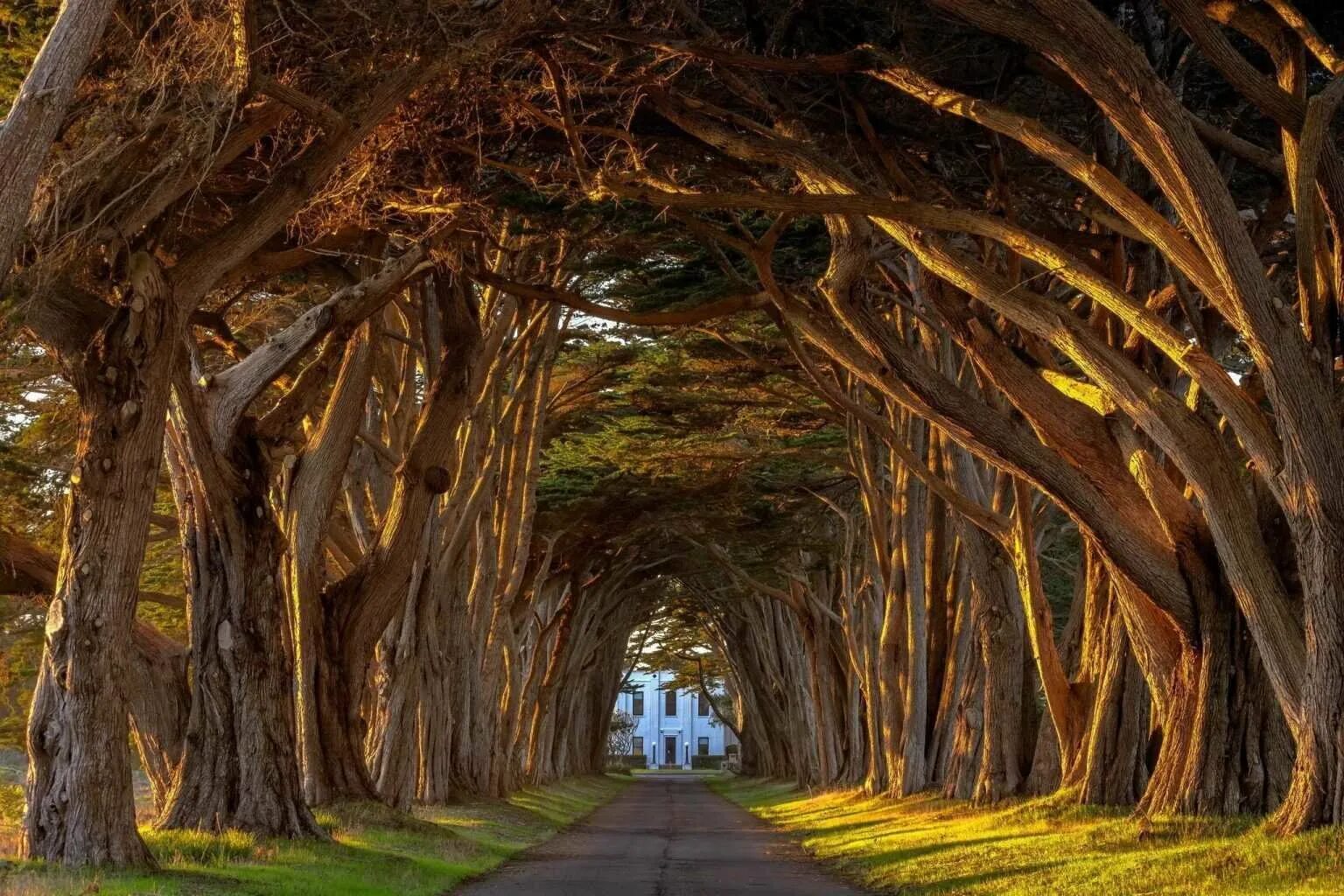 Огромные стволы деревьев. Кипарисовый тоннель Калифорния. Плантация дубовая аллея Луизиана. Тисовая аллея в Англии. Аллея дарк Хеджес.
