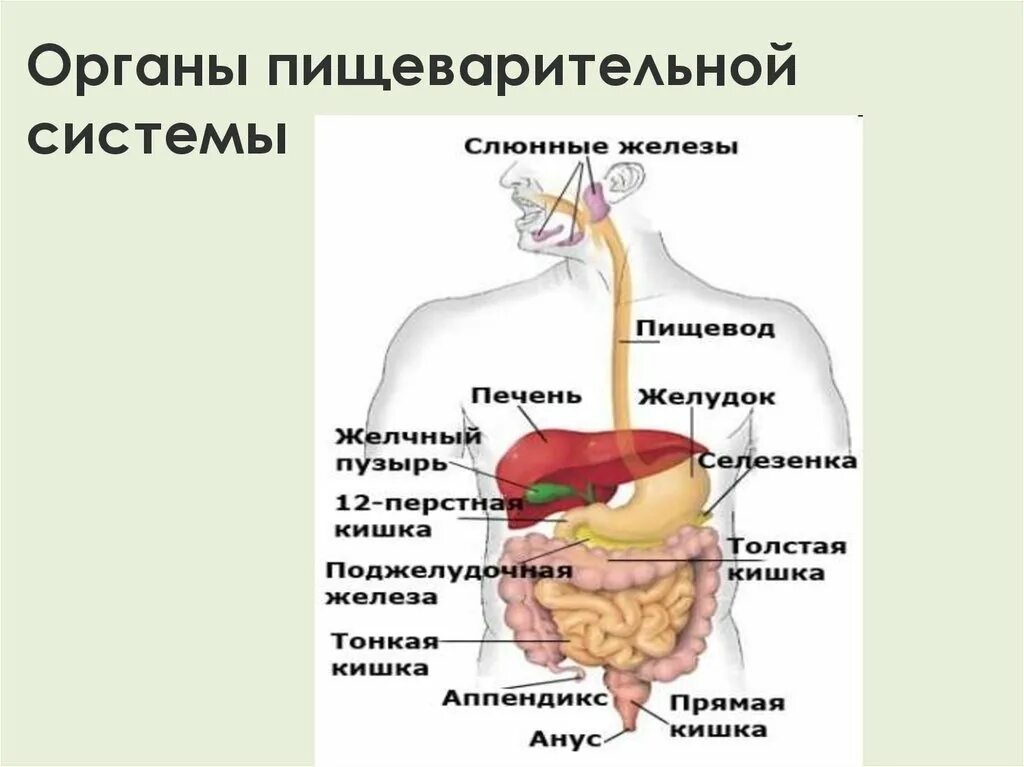 Структуры пищеварительной системы. Схема работы пищеварительной системы. функции органов пищеварительной системы человека таблица. система органов пищеварения функции. система органов пищеварения + пищеварительные железы.