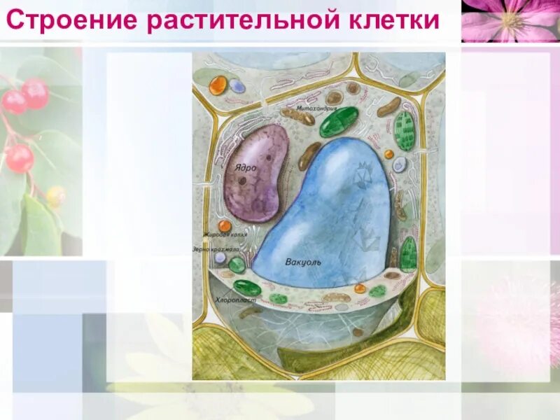 Изучение строения растительной клетки 6 класс. Полное строение растительной клетки. строение растительной клетки 5 класс. строение растительной клетки 5. строение растительной клетки без подписей.