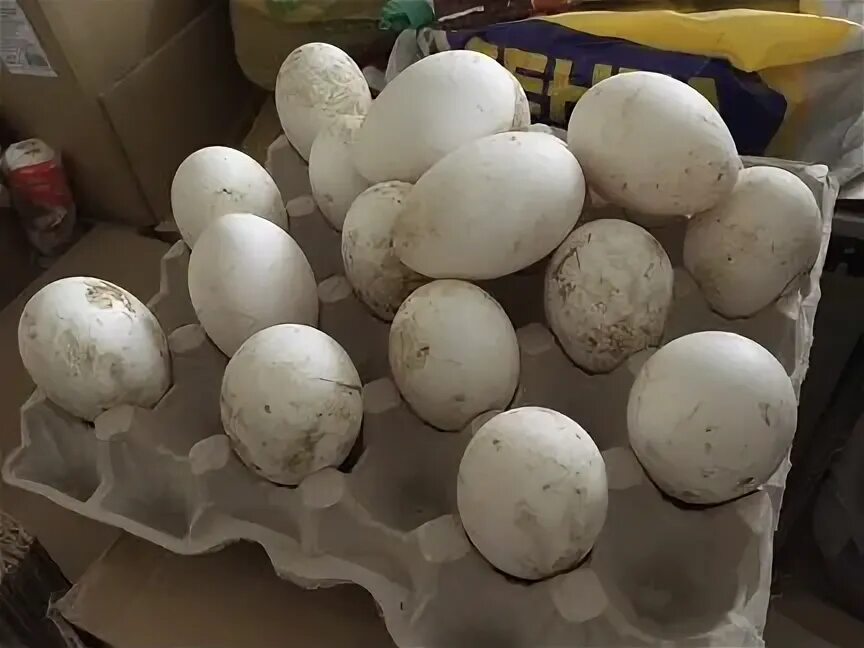 Гусиные яйца для инкубации купить. Яйцо гусиное инкубационное купить. Купить яйцо инкубационное гусиное в Тульской области на авито.