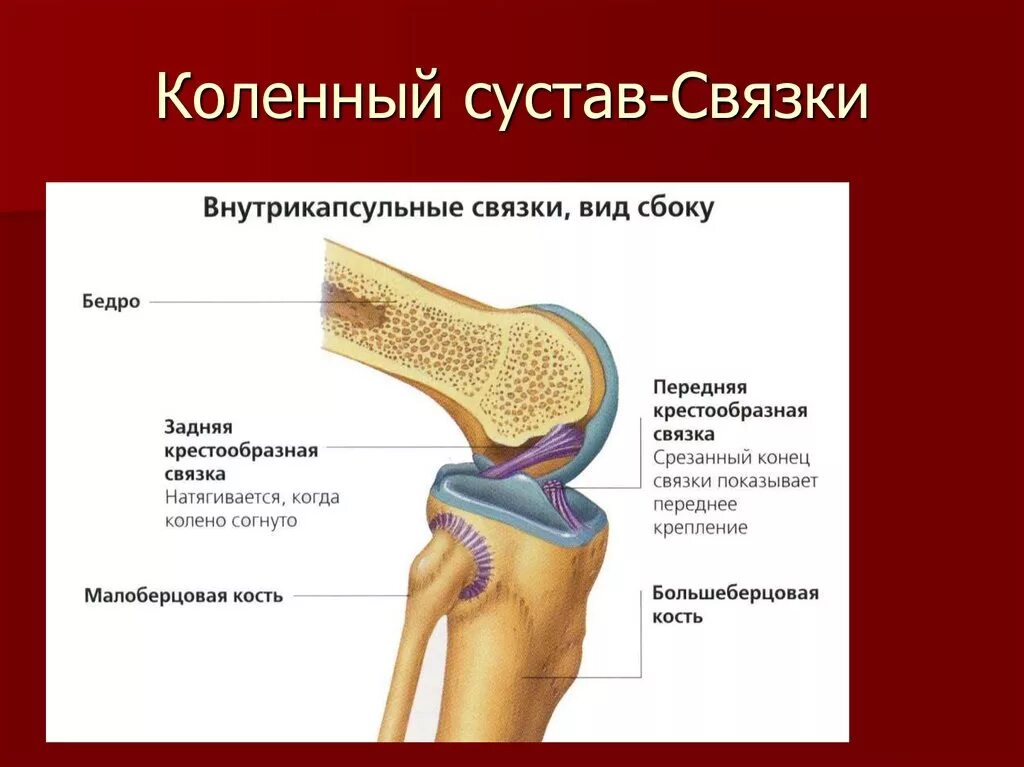 Боль коленной связки. Внутрисуставные элементы коленного сустава. Коленный сустав анатомия человека связки сбоку. Фиксирующий аппарат коленного сустава анатомия. Коленный сустав строение анатомия связки.