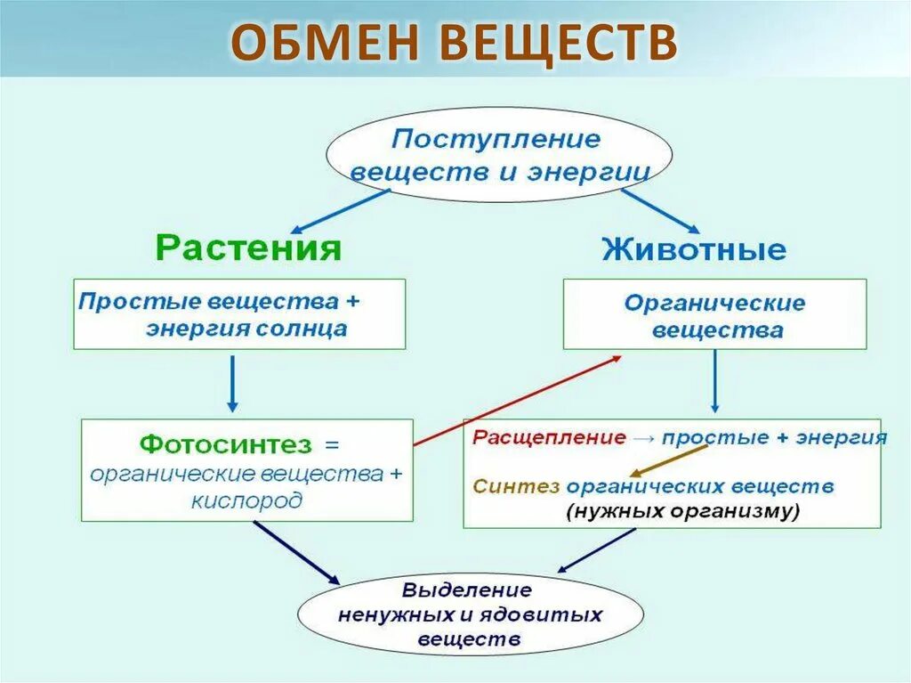 Схема обмена веществ у растений. Выделение у растений схема. Обмен веществ схема биология. Схема обмена веществ у растений и животных. Схема це