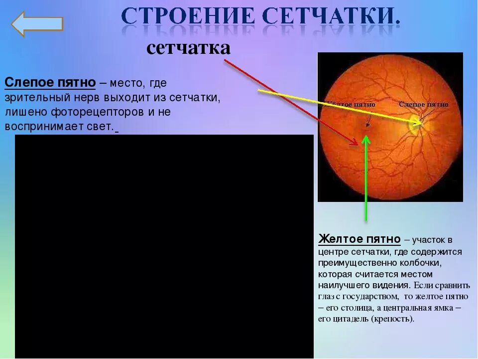 Желтое пятно. Желтое пятно сетчатки функции. Строение желтого пятна сетчатки. Желтое пятно и слепое пятно строение и функции. Слепое и желтое пятно сетчатки глаза.