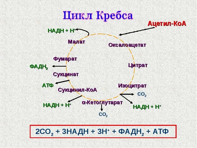 Цикл трикарбоновых кислот АТФ. Схема клеточного дыхания цикл Кребса. Цикл трикарбоновых кислот цикл Кребса АТФ. Ацетил КОА цикл Кребса.