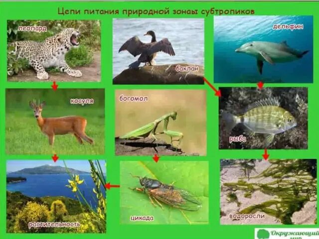 Урок-путешествие по окружающему миру "Природные зоны России" 4 класс