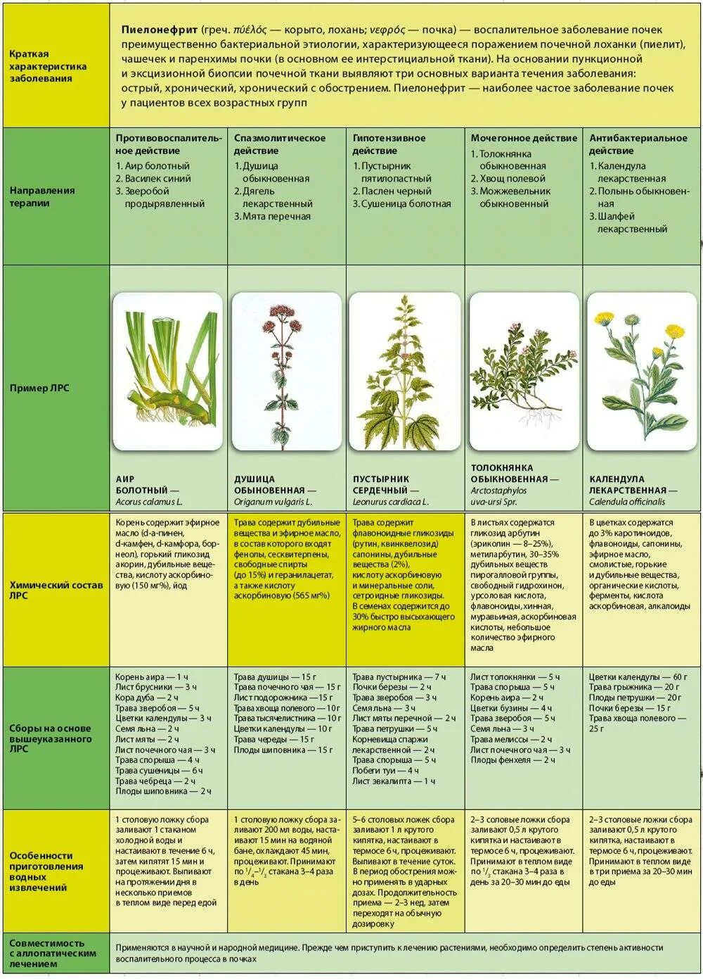 Лекарственные травы рекомендуемые при хроническом пиелонефрите. Фитопрепараты при остром пиелонефрите. Фототерапия пиелонефрита. Сбор трав при остром пиелонефрите.