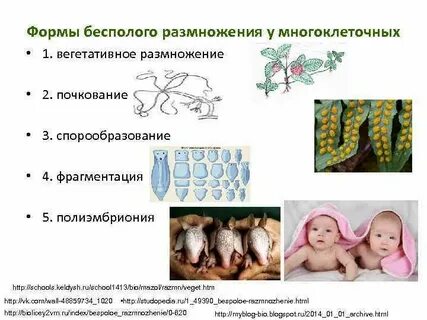 Животные размножаются делением