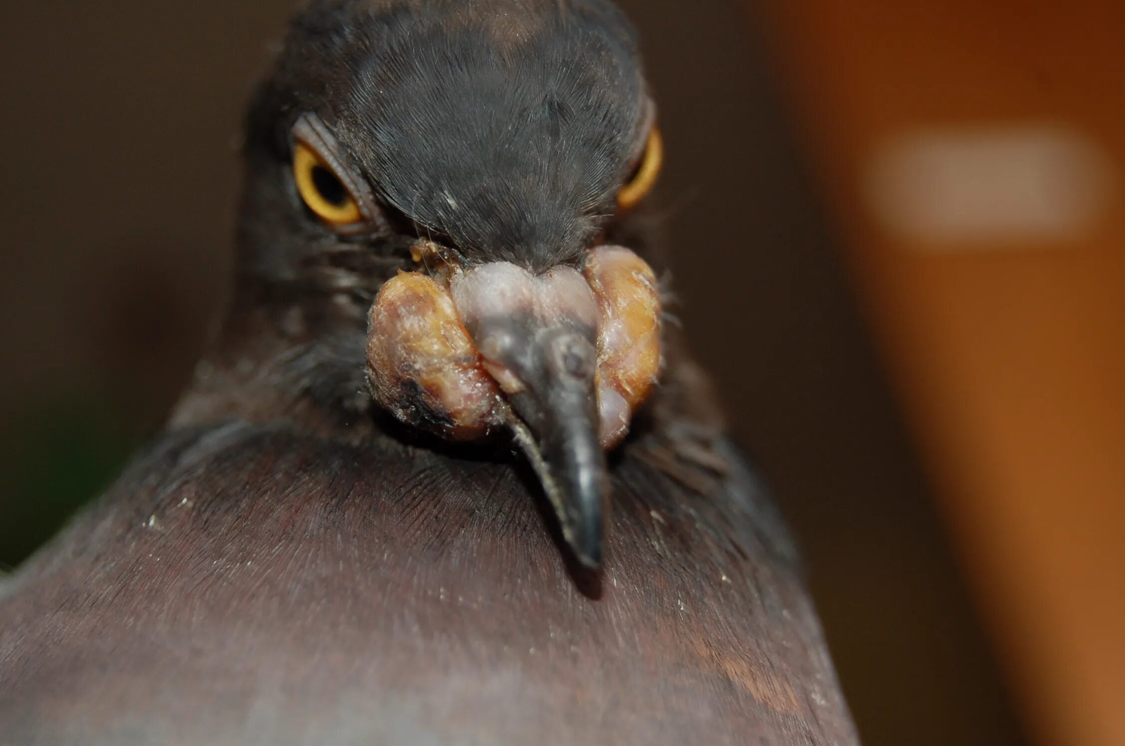 Болезни птиц голубей. Орнитоз голубь орнитоз. Болезнь ньюкасла (вертячка). Болезни птиц голубей. Болезнь ньюкасла (вертячка).