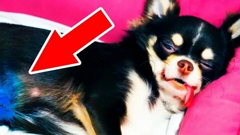 Magic pets видео