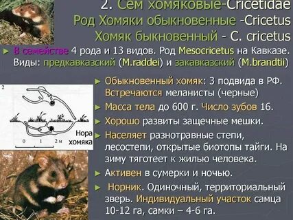 Когда будет листинг у хомяка