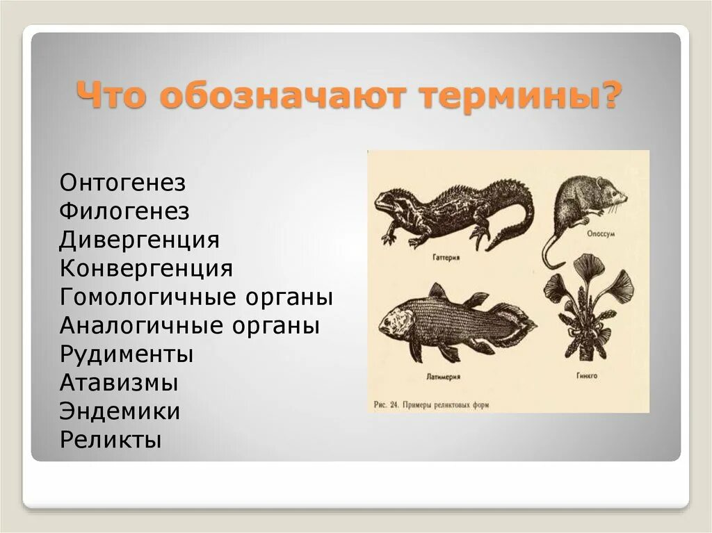 Конвергенция егэ. Аналогичные органы конвергенция и дивергенция. аналогичные и гомологичные органы дивергенция и конвергенция. гомологичные органы животных таблица. таблица по биологии дивергенция конвергенция.