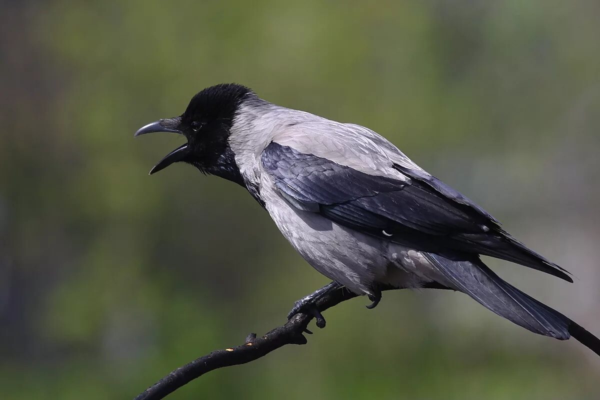 Серая ворона птица. Corvus cornix. Серые вороны. Ворона серо черная. Видеть серую ворону