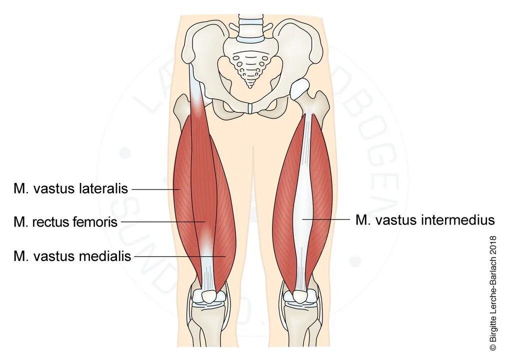M rectus femoris. Квадрациптис феморис прикрепление. Квадрицепс феморис. Прямая мышца бедра, m. M rectus femoris.