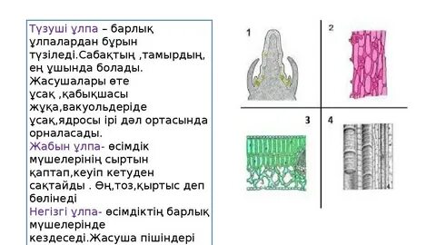 Қожайын жопқа сиды (видео)