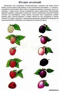 Конспект ягоды развитие речи