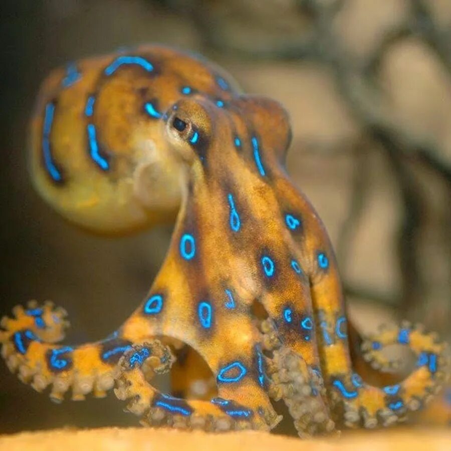 Синекольчатый осьминог. Синекольчольчатый осьминог. Голубой кольчатый осьминог. Большой Синекольчатый осьминог.