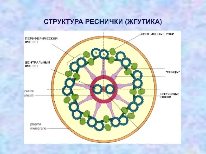Цитоскелет реснички и жгутики