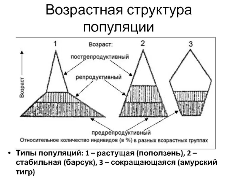 Социальная структура популяции. Возрастная структура популяции. Типы возрастной структуры популяций. Возрастная структура популяции примеры. Возрастная структура популяции группы.