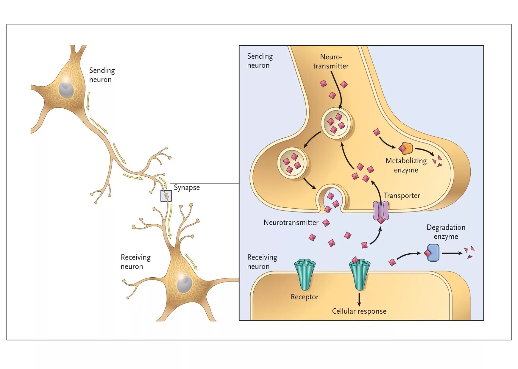 физиологическая основа чувств. принцип работы нейронной сети схема. задачи нлп. синапсы нервной системы. нейро упражнения для мозга для детей.