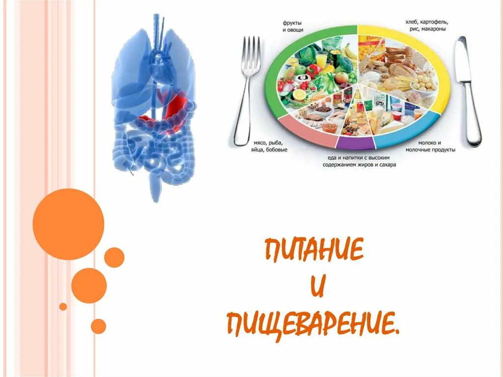Питание и пищеварение значение питание. Питание и пищеварение. биология питание и пищеварение. правильное питание для пищеварительной системы. питание и пищеварение презентация.