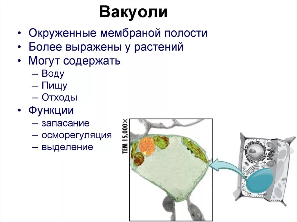 Вакуоль деление клеток. Вакуоль строение мембрана. Вакуоль есть мембрана. Функции вакуоли. Органелла вакуоли.