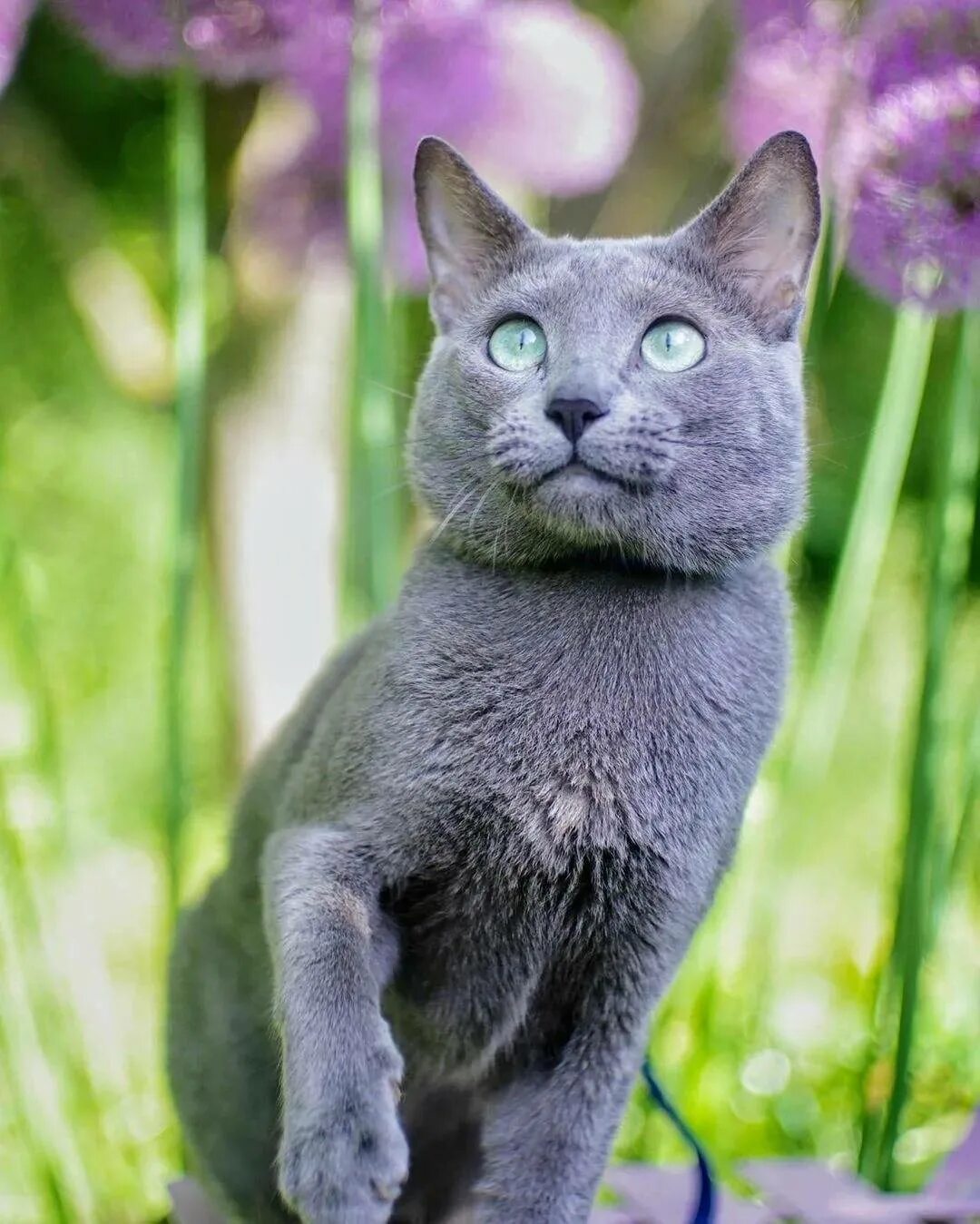 Сибирский голубая кошка короткошерстная. Картезианская кошка голубая. Кошка Сибирская голубая гладкошерстная. Среднерусская голубая кошка. Порода голубых кошек