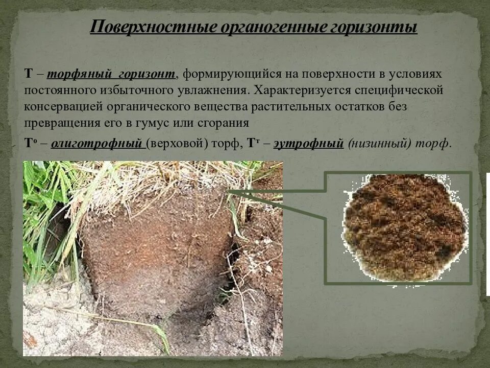 Поверхностные органогенные горизонты. Поверхностные органогенные почвенные горизонты это. Органогенные почвы. Поверхностными органогенными горизонтами почв являются:. Почвы формируется в условиях избыточного увлажнения