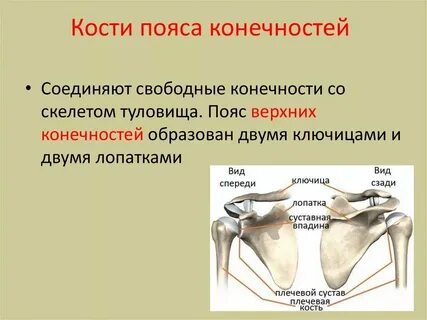 Какие кости входят в состав верхнего пояса