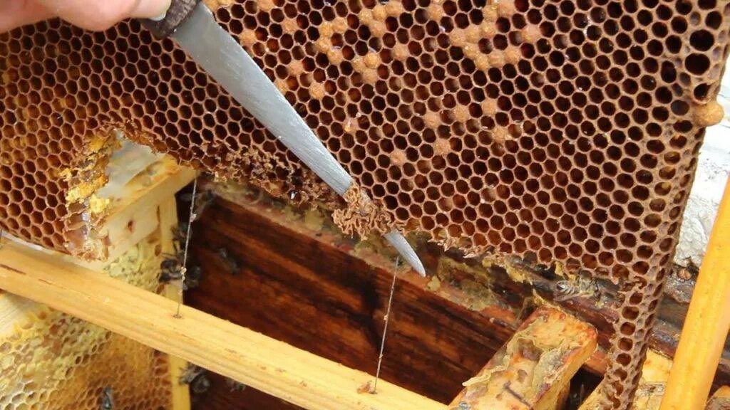 Когда появляются маточники. Расплод у пчел маточник. Матководство для начинающих пчеловодов. Вывод маток пчел технология. Никот пчеломатки.