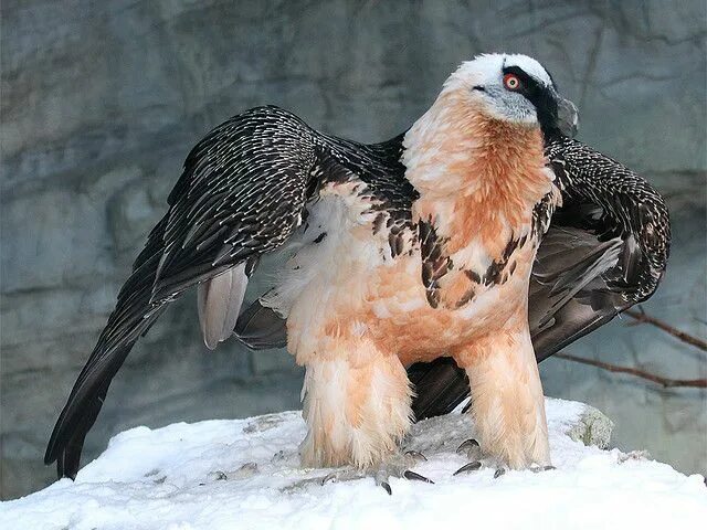 Бородач птица - 75 фото