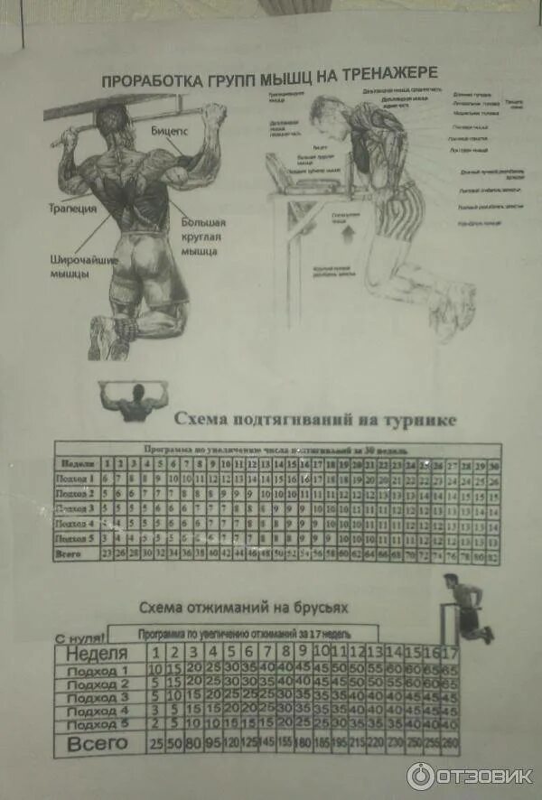 Программа подтягиваний для начинающих. Подтягивания схема тренировок. схема тренировок подтягивания на турнике на увеличение количества. график тренировок подтягивания на турнике для начинающих. схема тренировок на турнике и брусьях.