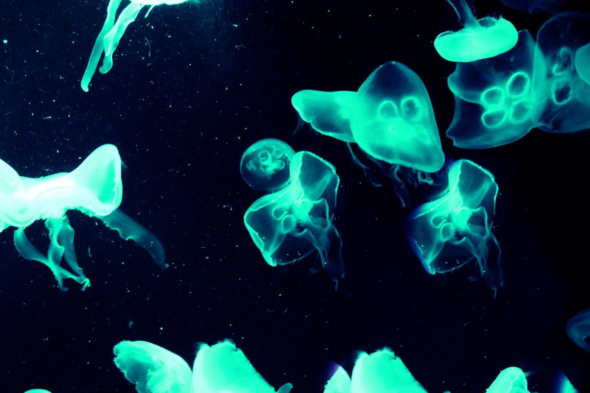 Медуза планктон. Светящийся океан биолюминесцентный фитопланктон. Люминесценция у медуз. Люминесцентные водоросли.