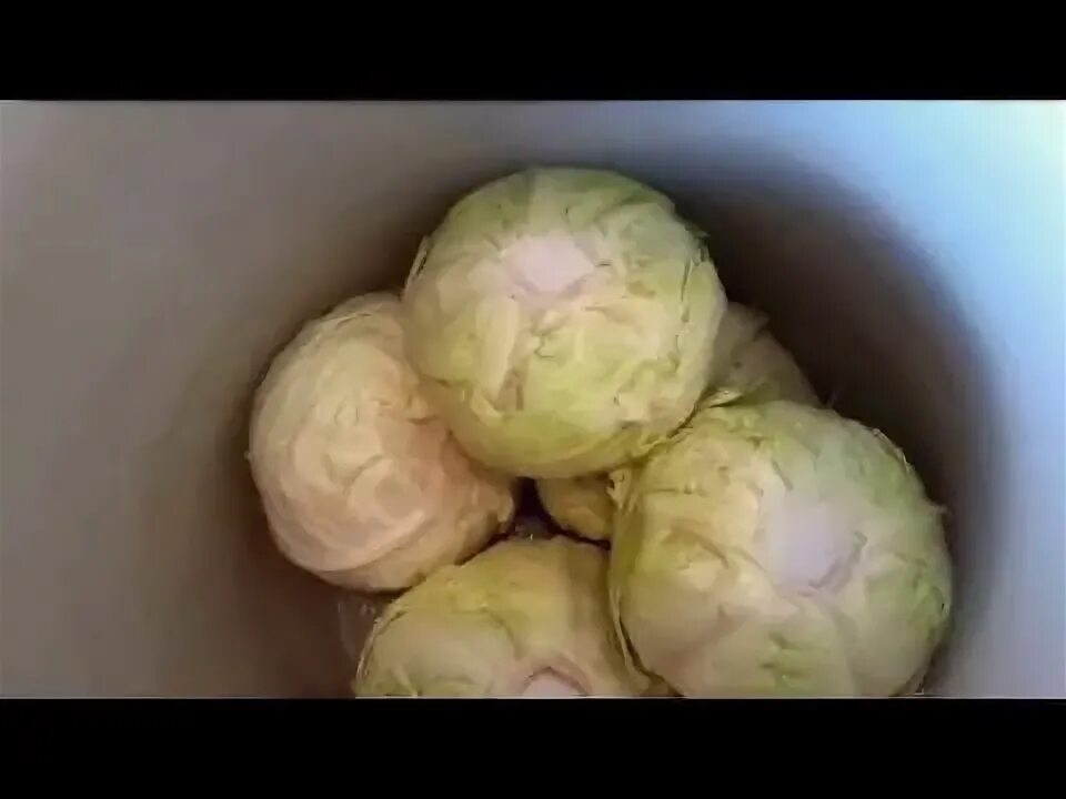 Квасить сорт