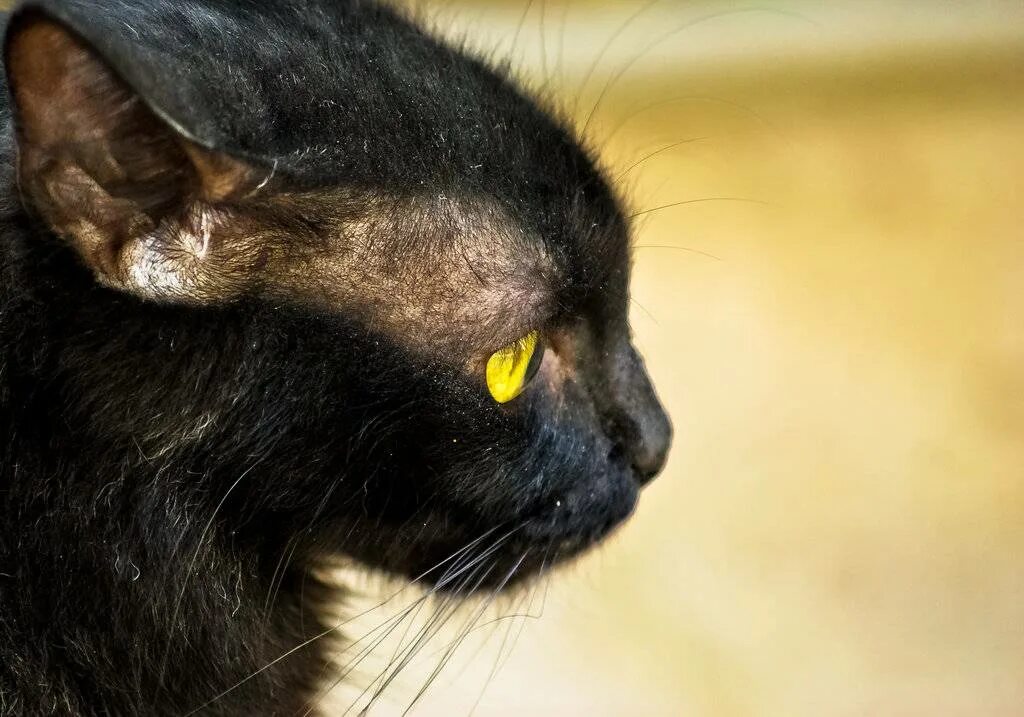 Выпадают волосы кошки. Залысины у кошки над глазами. Уши черных кошек.
