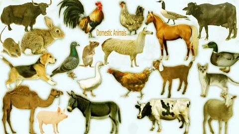 Animal def