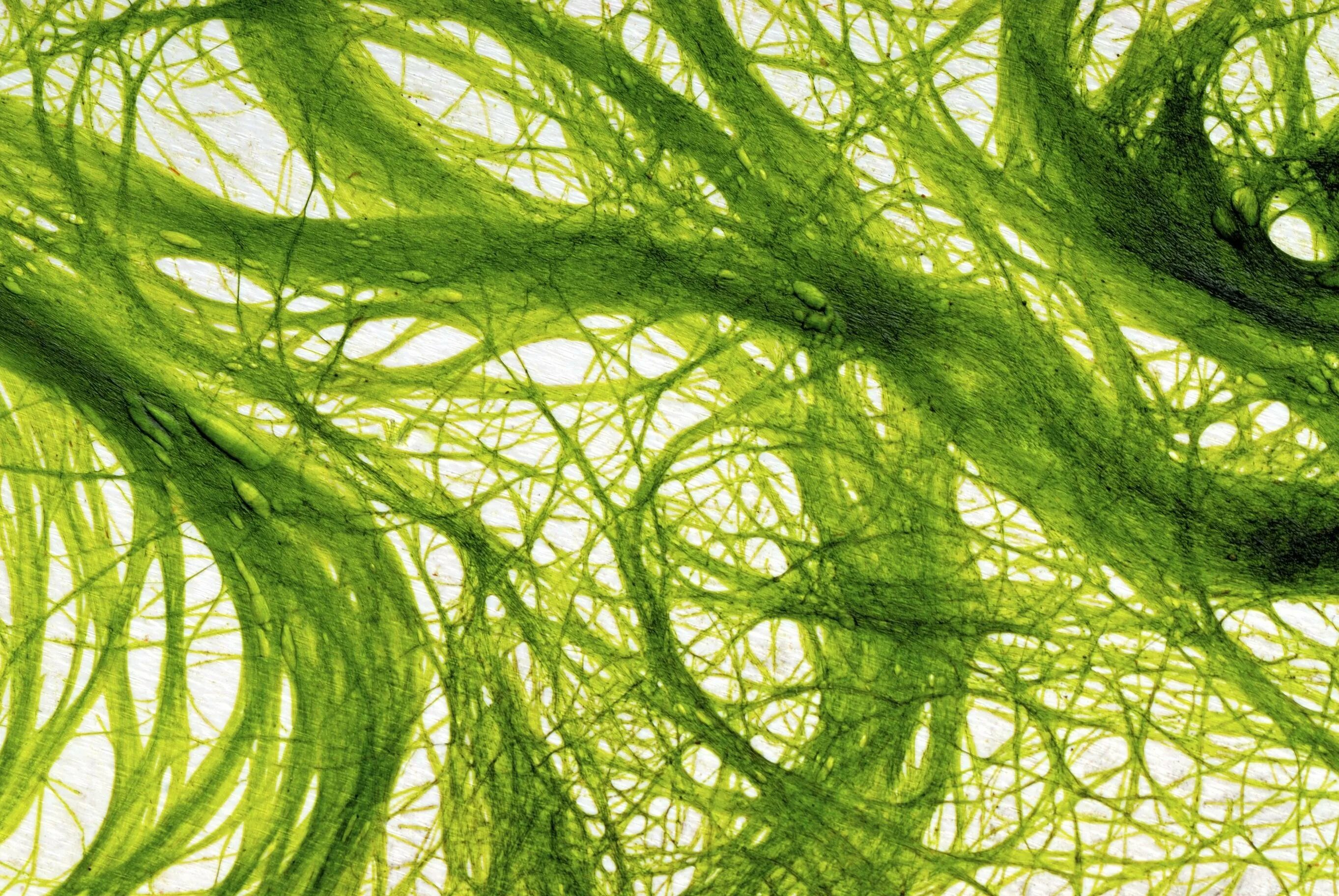 Водоросль число. Spirulina водоросль. arthrospira водоросли. цианобактерии спирулина. хлорелла водоросль.
