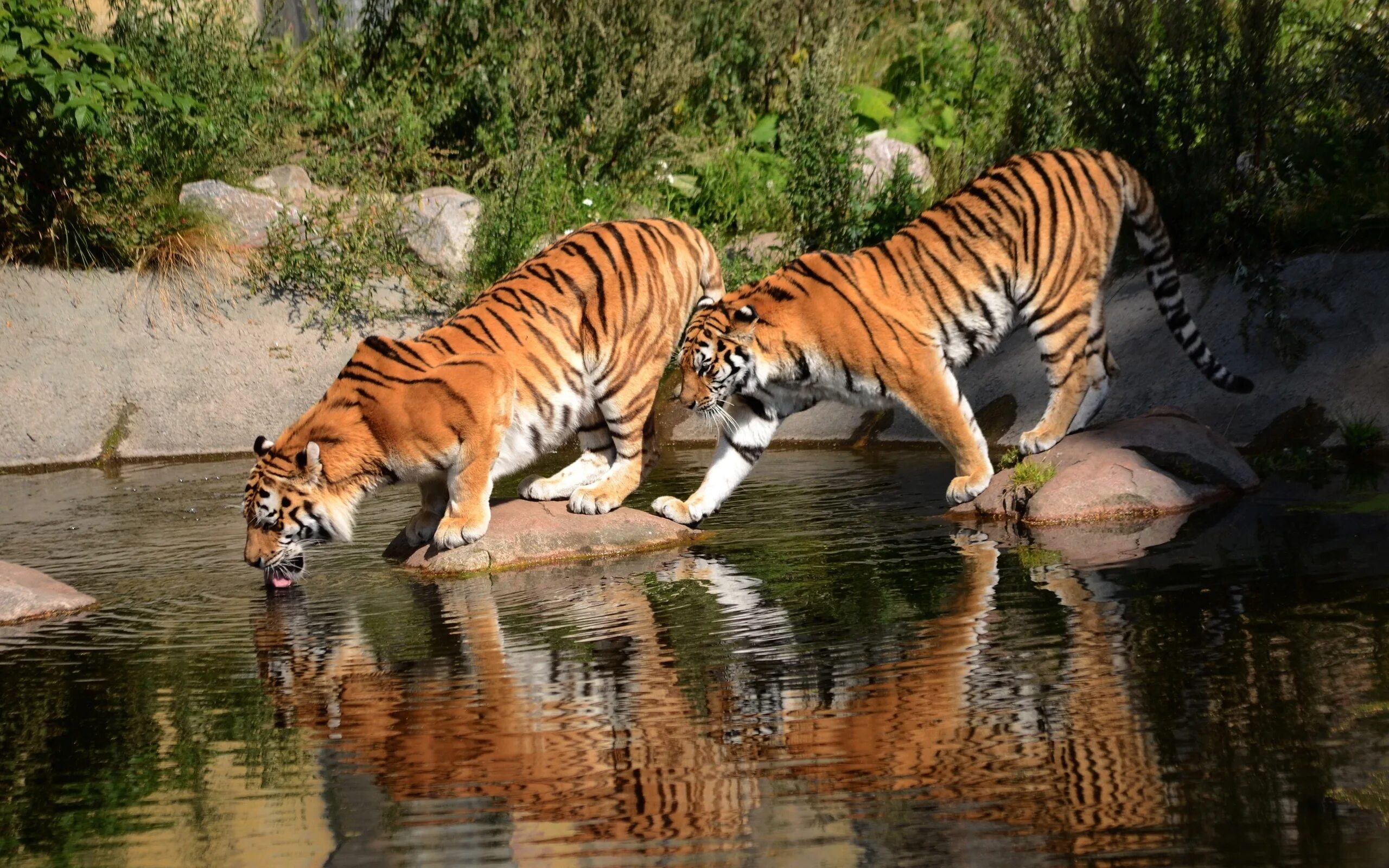 Суматранский тигр и Амурский. Амурский тигр. Амурский тигр и бенгальский тигр. Амурский тигр на реке Амур. Тигр образует реку