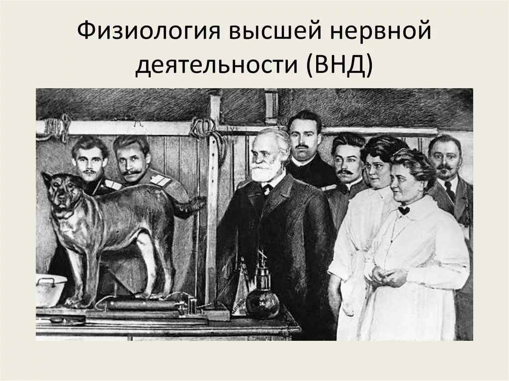 Эксперименты физиологии. Павлов иван петрович собака павлова. павлов иван петрович эксперименты. иван петрович павлов (1849-1936) опыты с собаками.