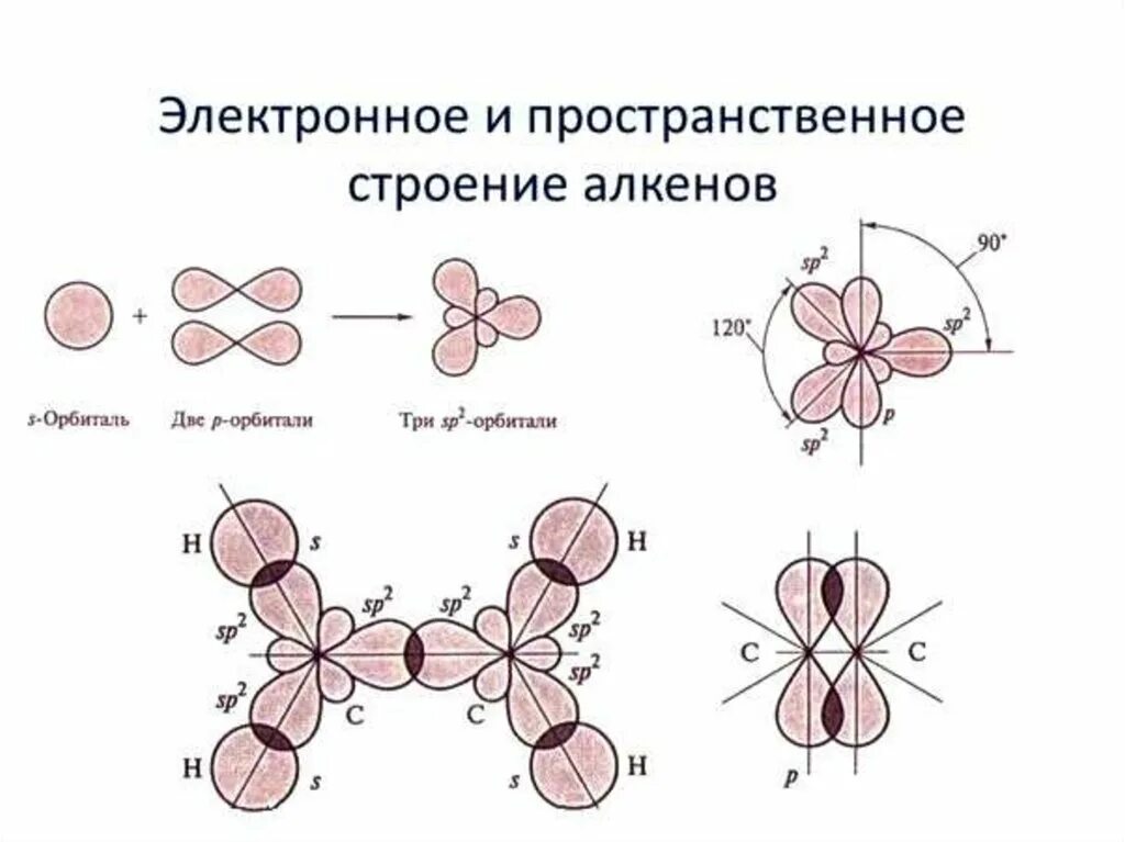 Sp2 гибридизация связи. Строение молекулы алкенов. Алкены строение молекулы. Электронное и пространственное строение молекулы алкенов. Пространственное строение молекулы алкенов.