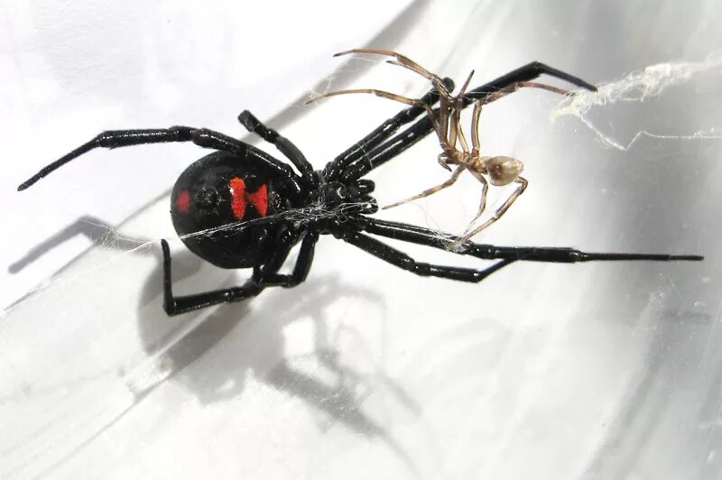 Черная вдова паук. Чёрная вдова паук самка. Самка каракурта чёрная вдова. Чёрная вдова паук самец.