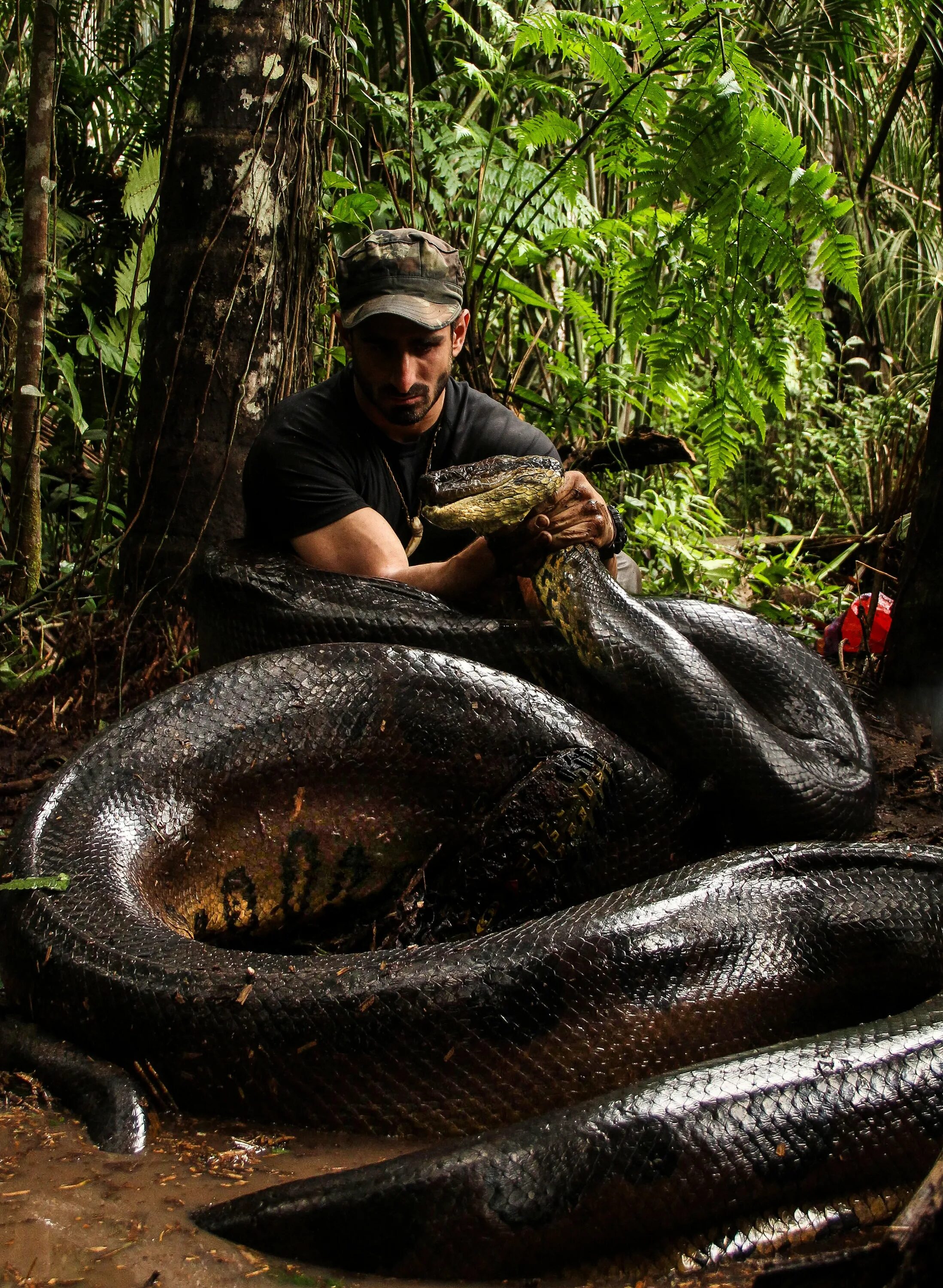 Анаконда змея. Самая большая змея в мире Анаконда Анаконда. Водяной удав Анаконда.