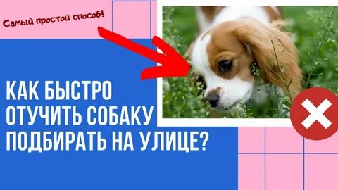 Как отучить щенка подбирать с земли