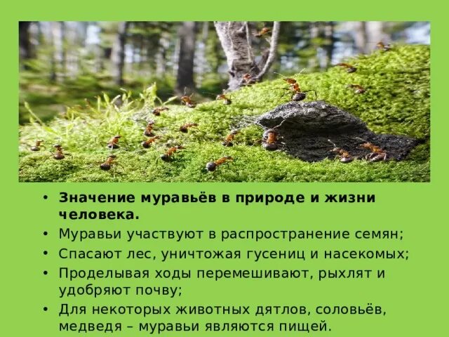 Книги о муравьях для детей. Чем полезны муравьи в природе. Какую пользу приносят муравьи лесу. Польза муравьев лесу. Польза муравьев лесу.