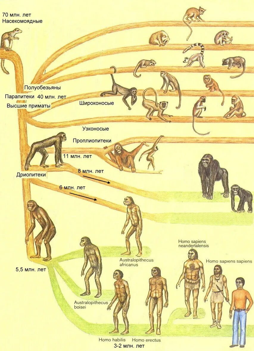 Сколько лет человечеству. Схема эволюционного развития человека. Этапы происхождения человека схема. Эволюционная ветвь развития человека. Эволюционное Древо приматов и человека.