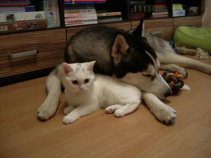 Хаски и его белый кот 70. Хаски и котенок. Хаски обнимает кота. Хаски и его учитель белый кот новелла. Чу ваньнин новелла.