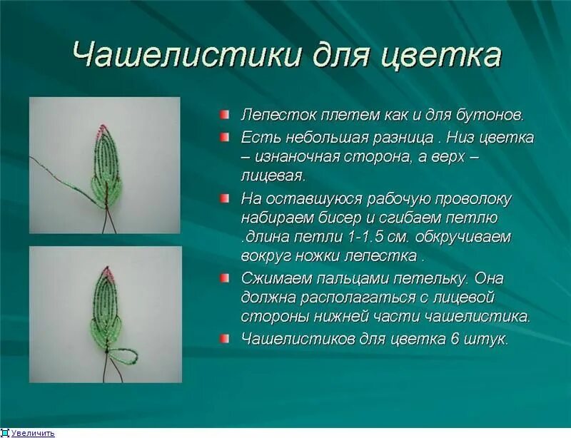 Функцией чашелистика является. Чашелистик у цветка. форма чашелистиков цветка. функция чашелистика. виды чашелистиков.